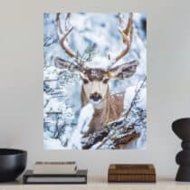Tableau Cerf mulet au coeur de la neige