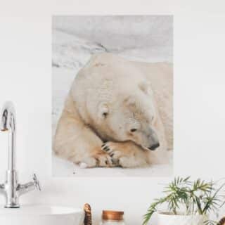 Tableau Ours polaire au repos