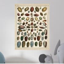 Tableau Coquillages Planche Naturaliste Colorée