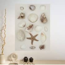 Tableau Coquillages Nature Morte Minimaliste