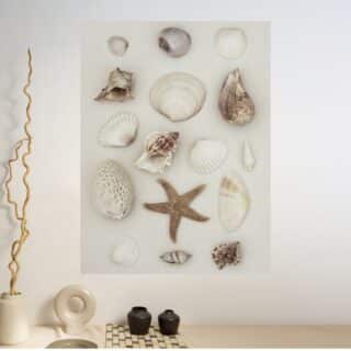 Tableau Coquillages Nature Morte Minimaliste