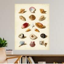 Tableau Coquillages Grand Seba Planche Ancienne