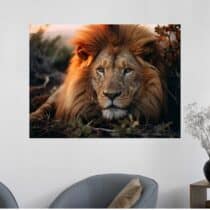Tableau Lion Éclat Sauvage Photographie